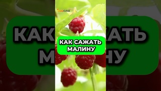 Как сажать малину, чтобы каждый год собирать больше ягод! #малина  #садоводство #урожай