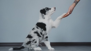 Dave - 2 months border collie puppy