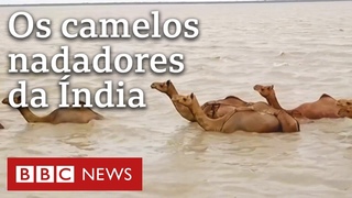 Por que os raros camelos nadadores da ndia esto ameaados de extino