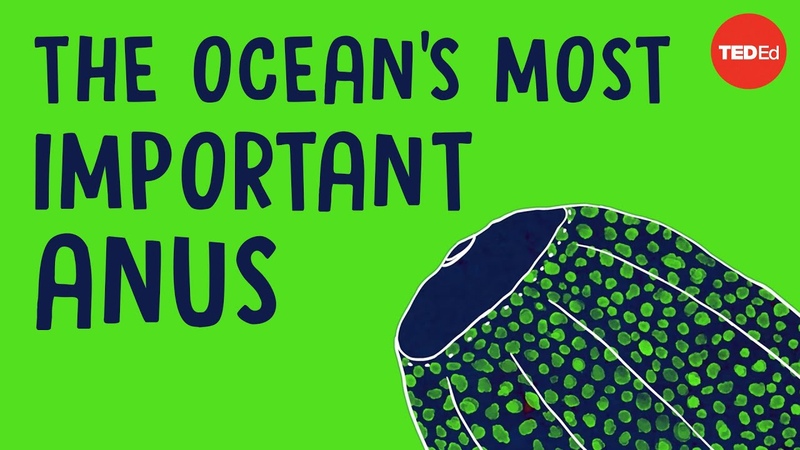 The most important anus in the ocean Cella