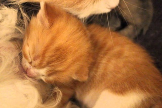 Котёнок пьёт у кошки молоко