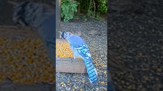 Голубая сойка #shortsbirds #birds #birdslover #shortsclip