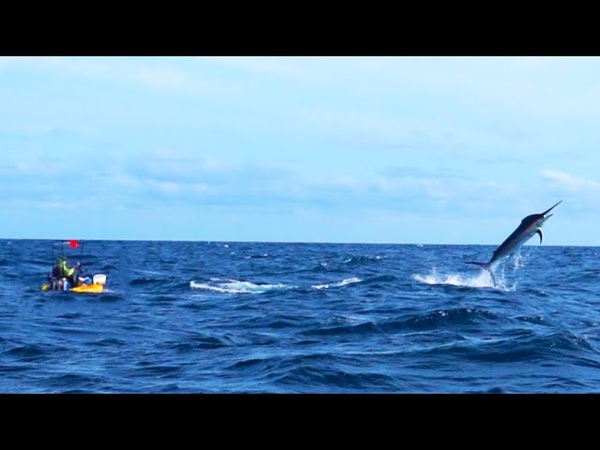 500 Pound Marlin Tows Kayak Fisherman 15 Miles Out to Sea, Panama, Field Trips with Robert