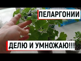 #пеларгонии ПЕЛАРГОНИИ ДЕЛЮ И УМНОЖАЮ!#наизнанку #обрезка #черенкование #размножениепеларгоний #укор