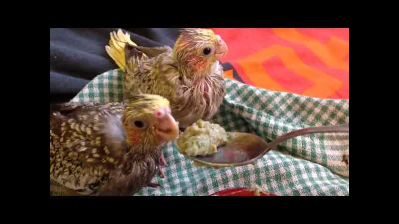 22 3 Переход на сухой корм. Долой бутылочку и шприц. Кореллы