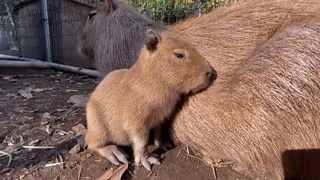 (Capybara baby)