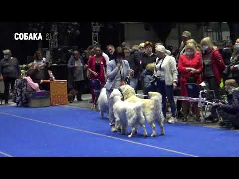 Конкурс пар. Выставка собак Собака я. Couples competition. Dog