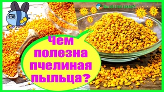 Чем полезна пчелиная пыльца