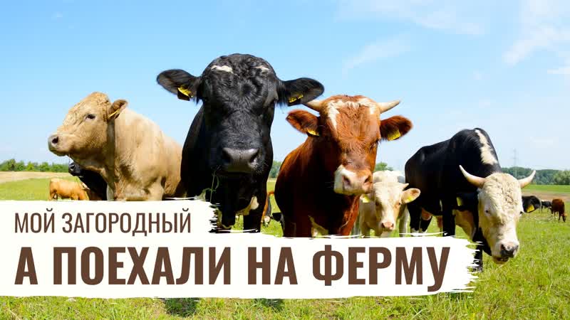 Хозяин в доме, , Мой