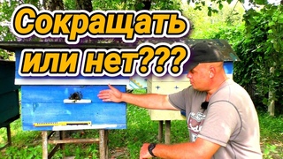 Нужно ли сокращать пчелиные семьи Нюансы пасеки.