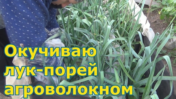 Необычное окучивание лука порея.