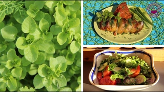 Мокрица - самый полезный сорняк/Chickweed/ Chickweed Identification