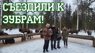 Архив: В гости к зубрам Клязьминско-Лухского заказника