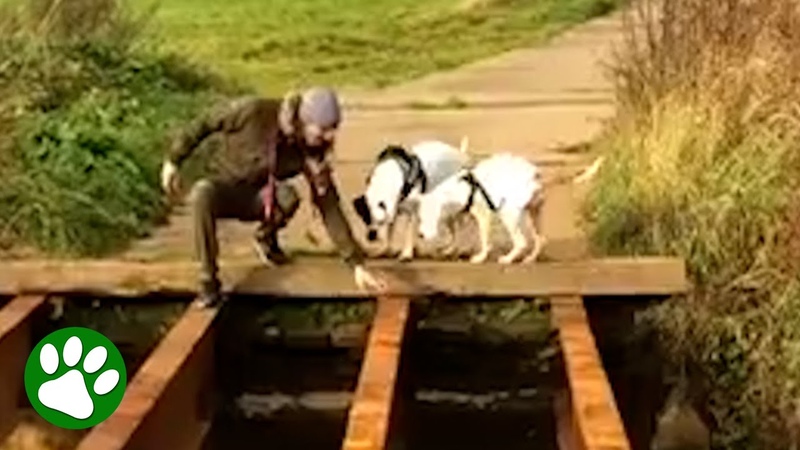 Puppy helps big brother cross