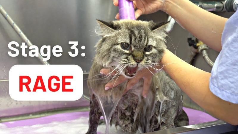 5 inevitable stages of bathing a