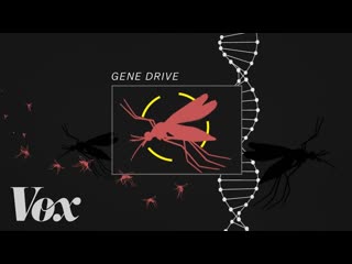 The bold plan to end malaria with a gene drive