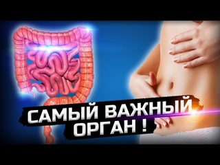 Второй мозг человека - кишечник!