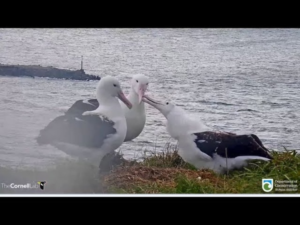 Royal Albatross Its A FAMILY REUNION LGK LGL Reunite With One Another